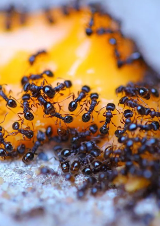 Ant pest control Galveston