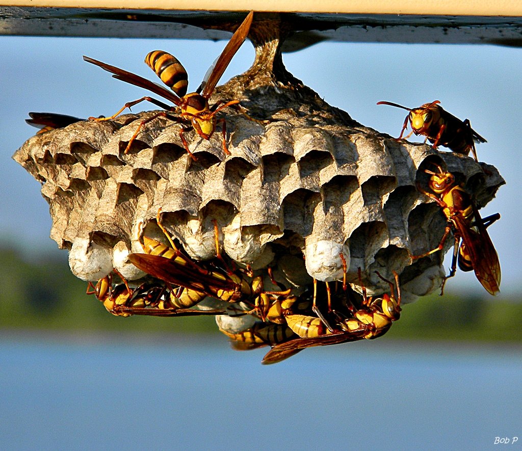 Wasp Treatment Galveston