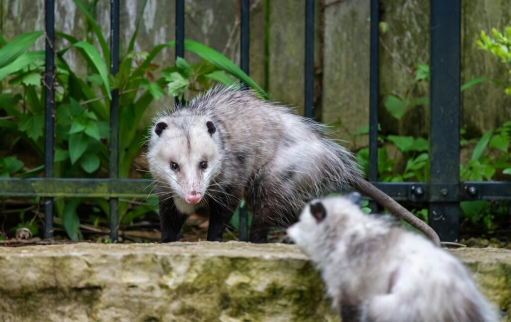Oppossum Removal
